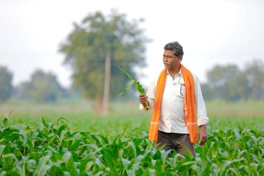 Yeşil corn Field'da Hintli çiftçi