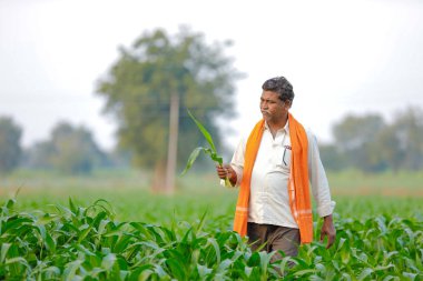 Yeşil corn Field'da Hintli çiftçi