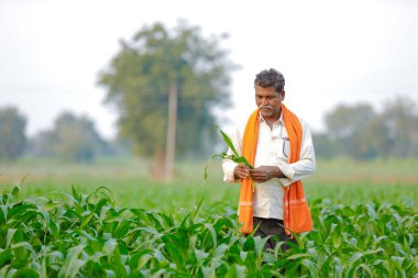 Yeşil corn Field'da Hintli çiftçi