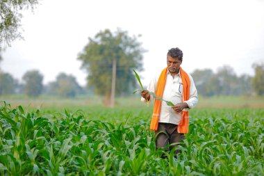 Yeşil corn Field'da Hintli çiftçi