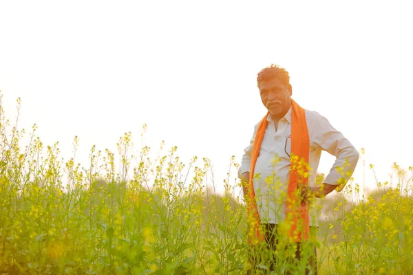 Indian Farmer Black Mustard Field — Stock Photo, Image