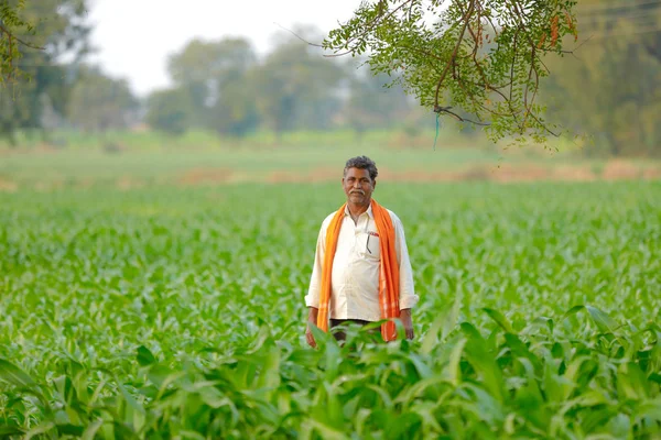 印度农夫在绿色玉米地 — 图库照片
