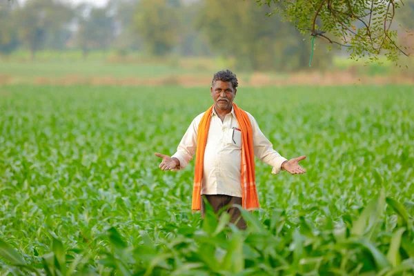 Indian Farmer Green Corn Field — Stock Photo, Image