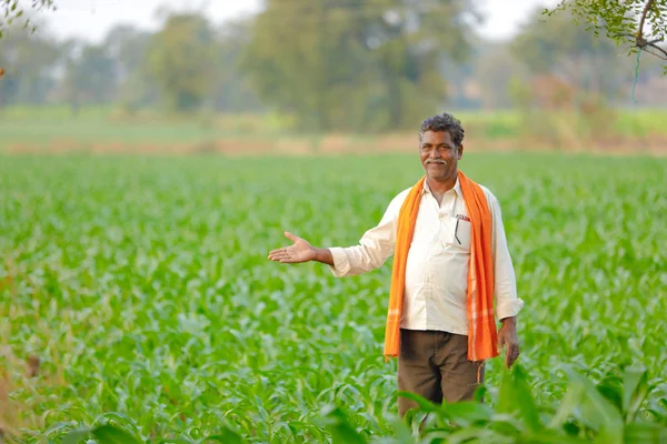 Indian Farmer Green Corn Field — Stock Photo, Image