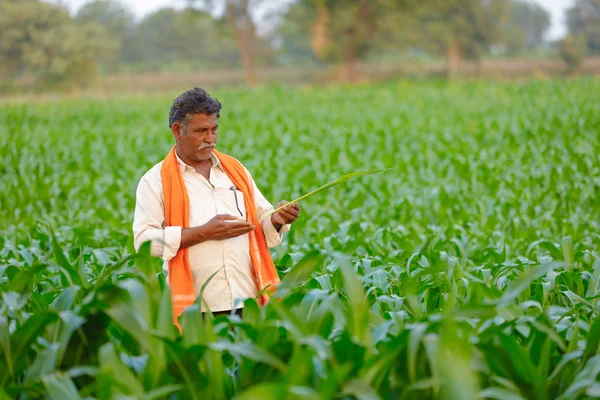Yeşil corn Field'da Hintli çiftçi