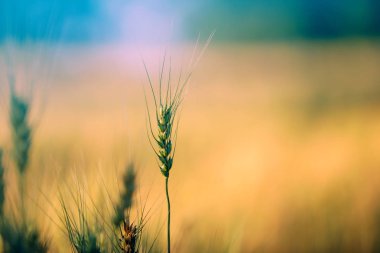Buğday tarlası. Altın buğday kulakları yakın mesafede
