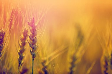 Buğday tarlası. Altın buğday kulakları yakın mesafede
