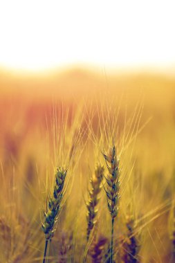 Buğday tarlası. Altın buğday kulakları yakın mesafede