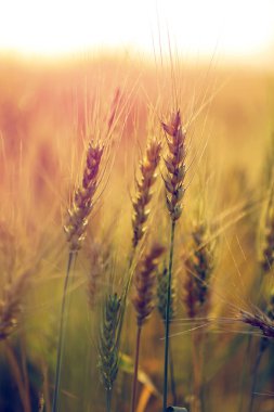 Buğday tarlası. Altın buğday kulakları yakın mesafede