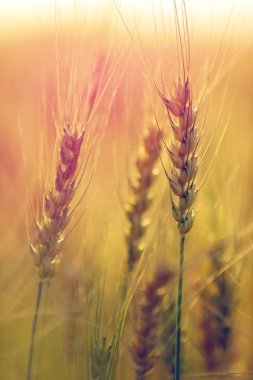Buğday tarlası. Altın buğday kulakları yakın mesafede
