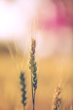 Buğday tarlası. Altın buğday kulakları yakın mesafede
