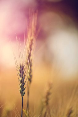 Buğday tarlası. Altın buğday kulakları yakın mesafede