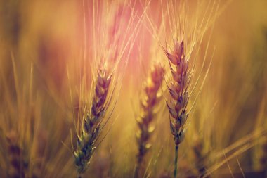Buğday tarlası. Altın buğday kulakları yakın mesafede