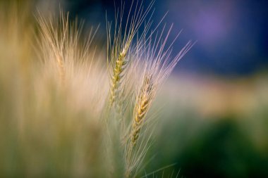 Buğday tarlası. Altın buğday kulakları yakın mesafede