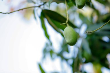 Fresh green mango in farm