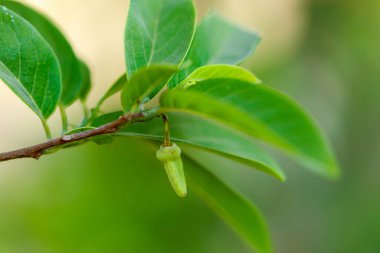 custard apple in farm