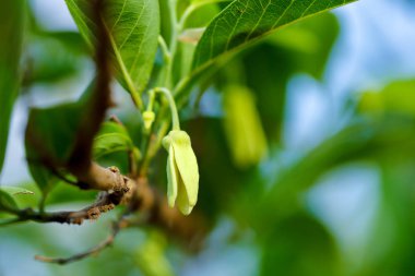 custard apple in farm