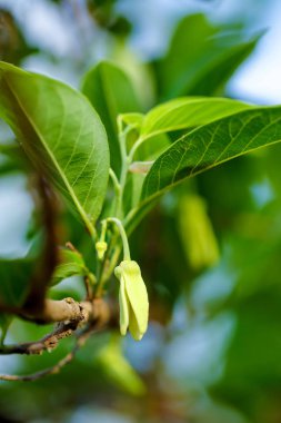 custard apple in farm