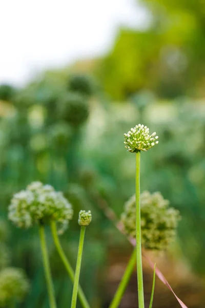 Onion flower field , green Onion field