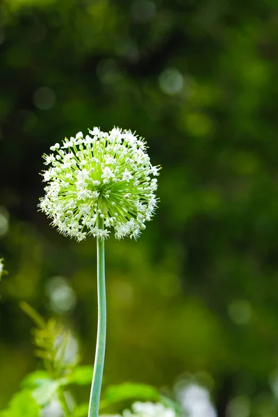 Onion Flower Field Green Onion Field — 图库照片