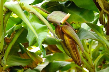 close up view of the banana tree in the garden