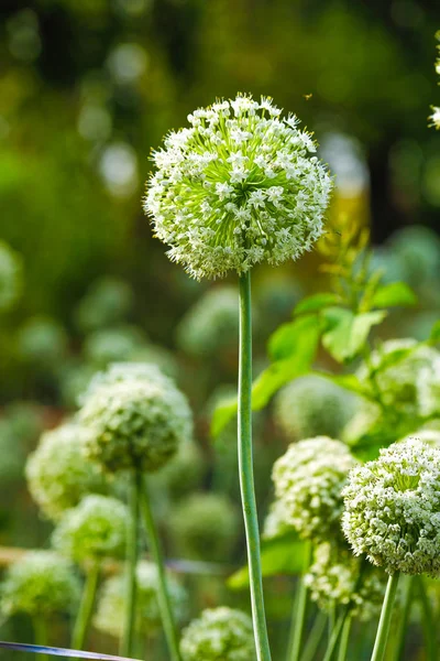 Onion Flower Field Green Onion Field — Stockfoto