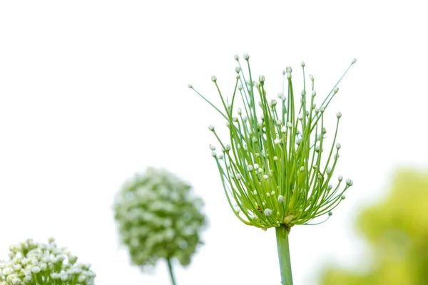 Onion Flower Field Green Onion Field — стоковое фото