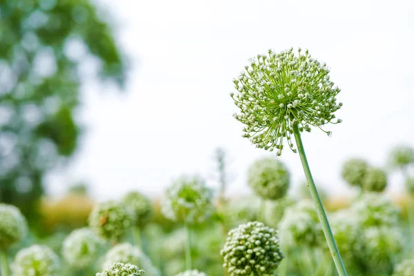 Onion flower field , green Onion field