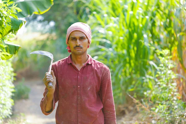Indian Farmer Cutting Grass Sickles His Field —  Fotos de Stock
