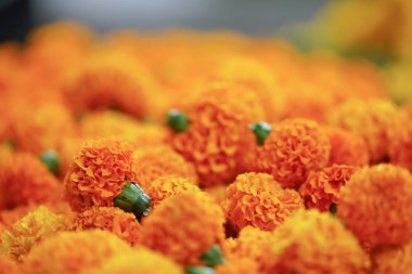 yellow marigold flower market