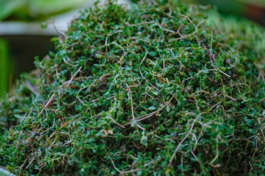 Hint pazarındaki taze sebze dükkanı.