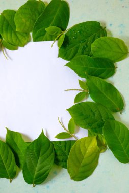 green leafs frame abstract background isolated on white 