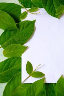 green leafs frame abstract background isolated on white 