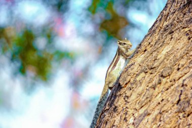 squirrel on tree and eating something