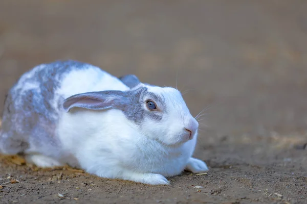 White Rabbit Ground Blurred Background — Stock fotografie