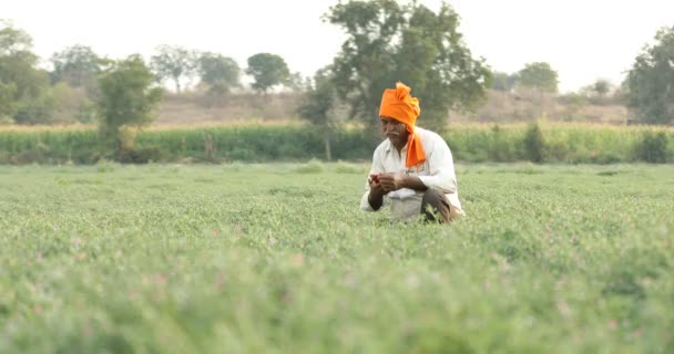 Indiase Boer Het Veld Van Kikkererwten Landbouwer Weergegeven Kikkererwten Plant — Stockvideo