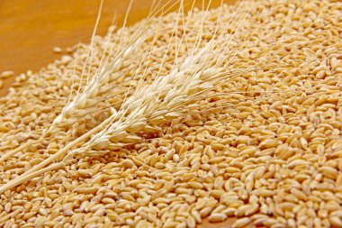 Wheat on wooden texture background