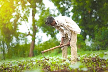 worker work in farm.