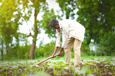 worker work in farm.