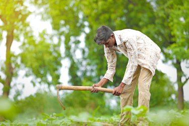 worker work in farm.