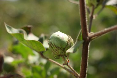 Fresh cotton fields india