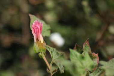 Fresh cotton fields india