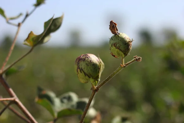 Fresh Cotton Fields India — Fotografia de Stock
