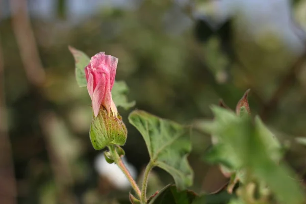 Fresh Cotton Fields India — Fotografia de Stock