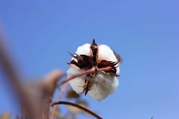 Fresh cotton fields india