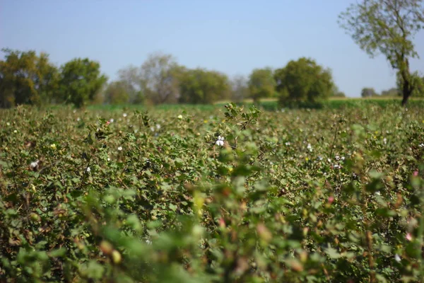 fresh green cotton farm India