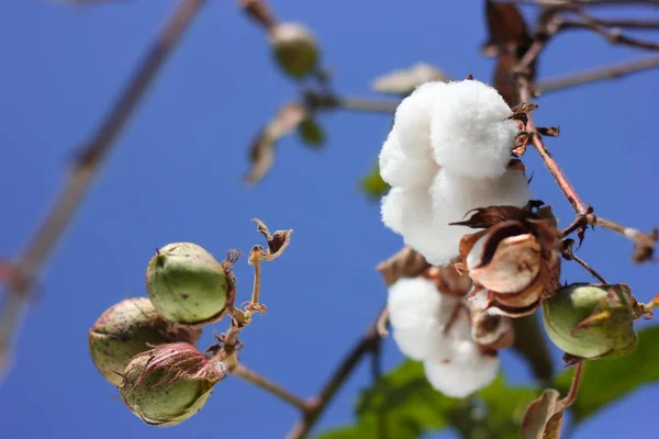 Fresh Cotton Fields India Stock Fotografie