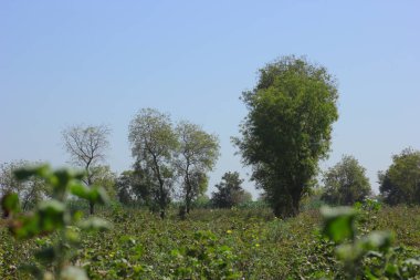 taze yeşil pamuk çiftlik Hindistan