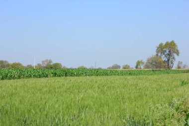 green wheat field , India