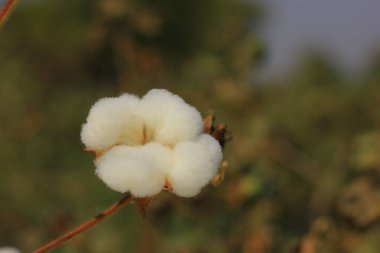 Fresh cotton fields India